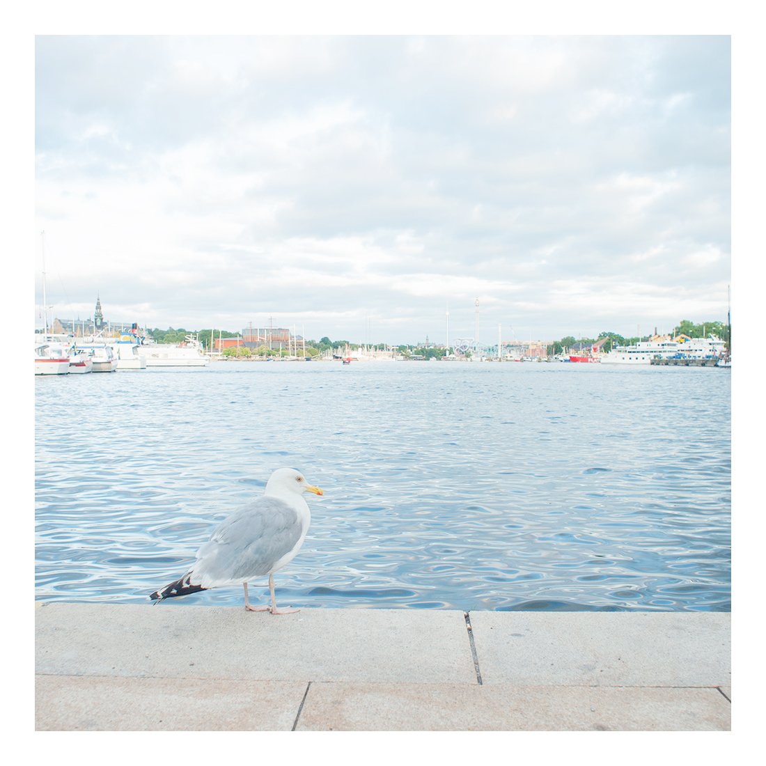 a bird in stockholm